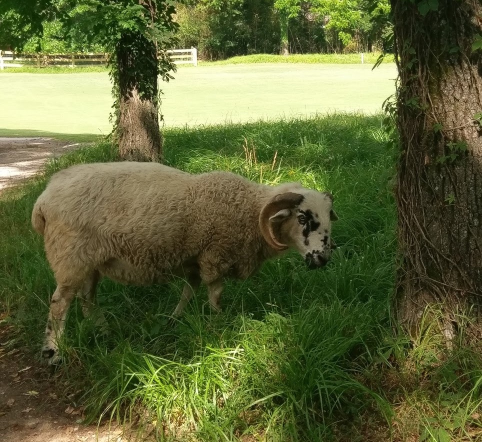 A photo a Scottish Blackface Sheep at the President's Reserve course at Hermitage Golf Course.